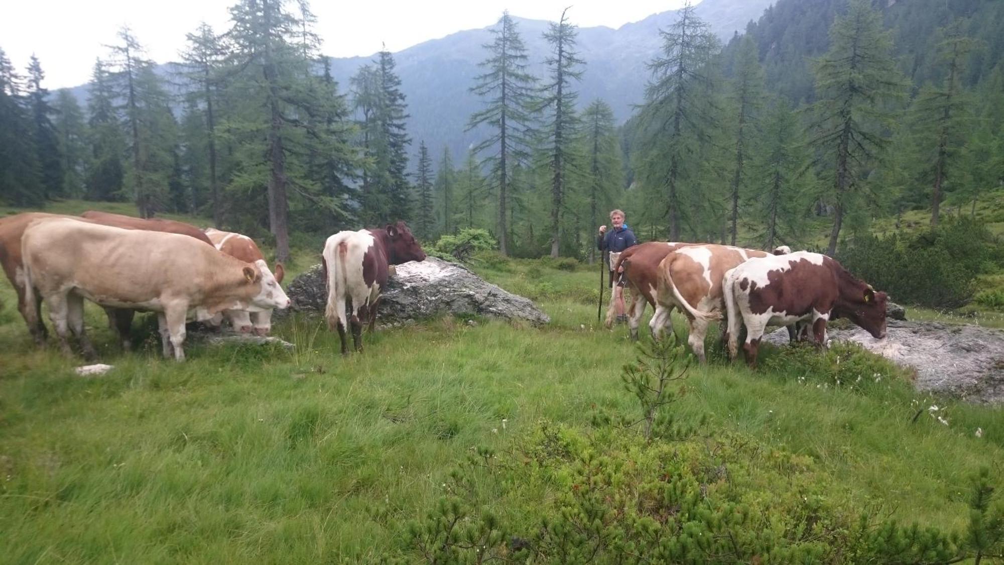 Pension-Greimelbacherhof Ramsau am Dachstein Rom bilde